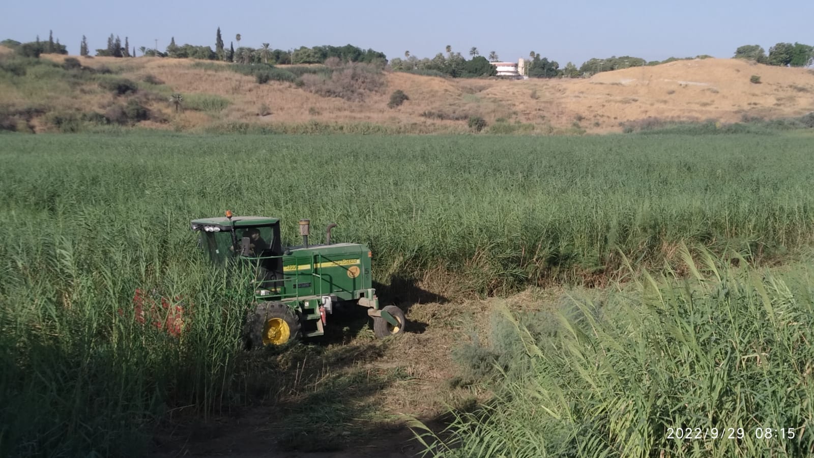 Harvest at Ruppin
